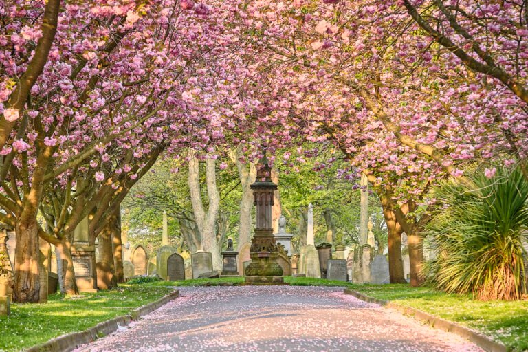 Cherry blossom along the avenue at Sunderland Cemetery, Grangetown - May, Sunderland Calendar 2027